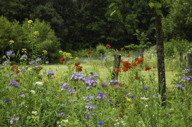 Kırmızılı, mavi ve sarı çiçekli tarla