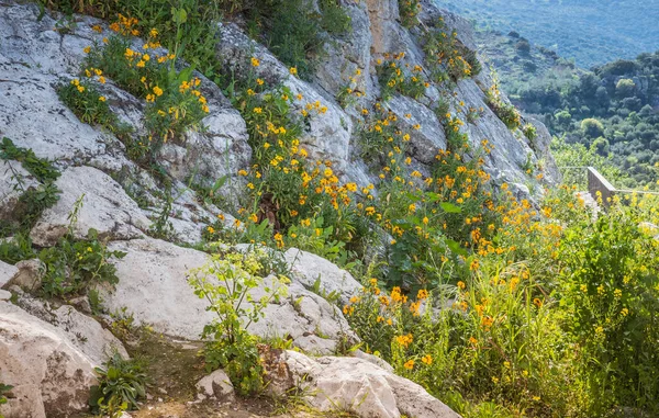 Дикие цветы на скале — стоковое фото
