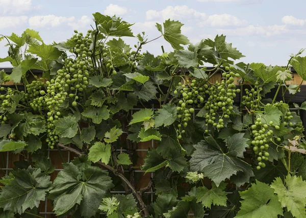 Большие гроздья зеленого винограда — стоковое фото