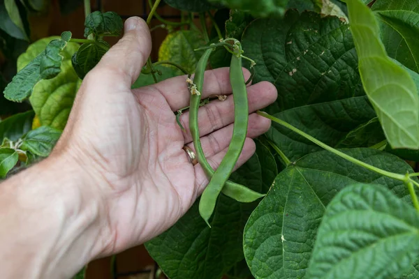 Fresh string beans in a garden in july — Stock Photo, Image