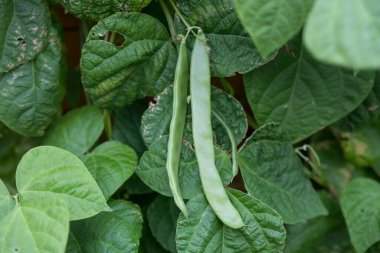 Sebze bahçesinde taze fasulye