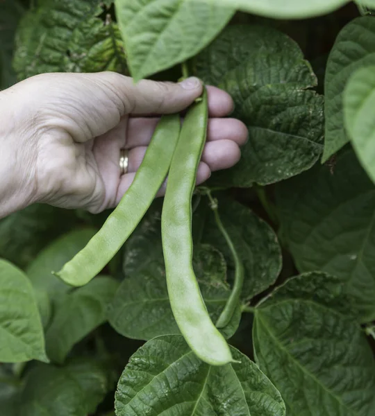 Haricots frais poussant sur une plante dans le potager — Photo