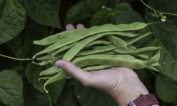 Haricots frais poussant sur une plante dans le potager — Photo