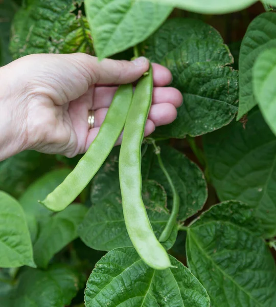 Fresh string beans growing on a plant in the vegetable garden — Stock Photo, Image