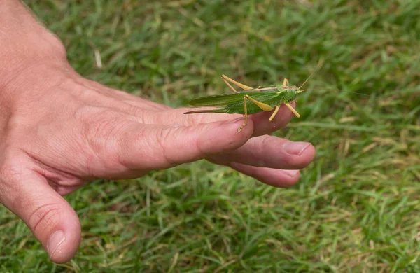 Grön Syrsa Eller Tettigoniidae Promenader Mans Hand — Stockfoto