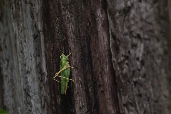 Zelený Kriket Nebo Tettigoniidae Chůze Stromě — Stock fotografie