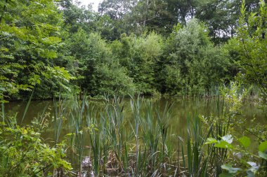 Doğadaki küçük gölet