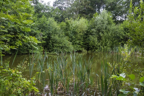 Small pond in nature — Stock Photo, Image