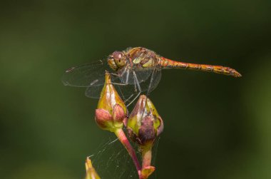 Darter yusufçuk sembolü çizgili.
