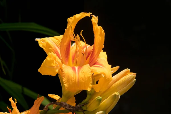 Kwiat lilii pomarańczowej w przyrodzie — Zdjęcie stockowe
