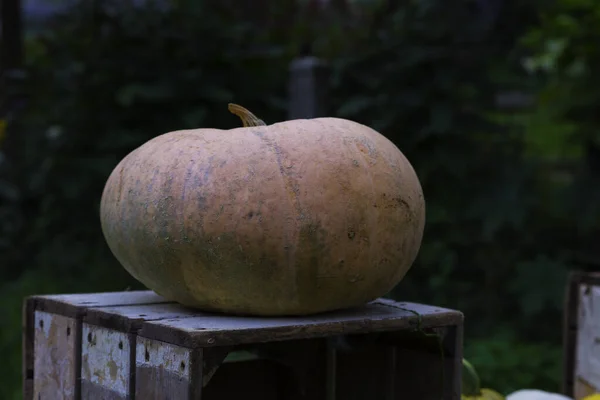 Big pumpkin on a wooden box — Stock Photo, Image
