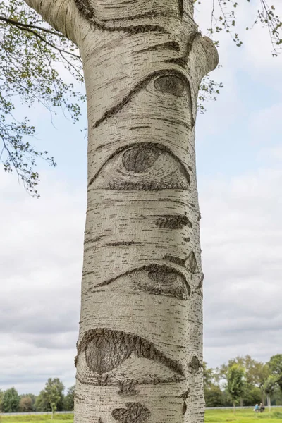 Un arbre blanc avec des yeux aux Pays-Bas — Photo