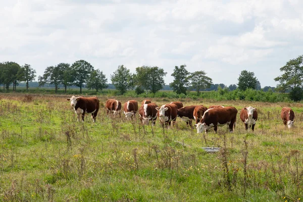 Pěstování blaarkop krav v holandské přírodě — Stock fotografie
