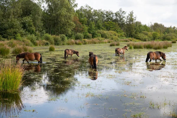 En grupp hästar i vattnet i Holland — Stockfoto
