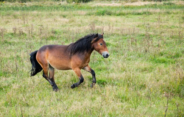 Unga föl körs på ängen — Stockfoto