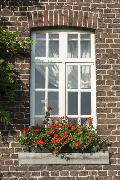 Windo in oude muur met Frans geranium bloemen — Stockfoto