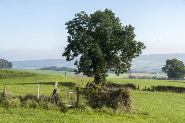 Single tree in belgium landscape — Stock Photo, Image