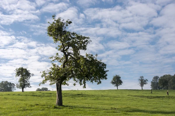 Jedno drzewo w krajobraz Belgii — Zdjęcie stockowe