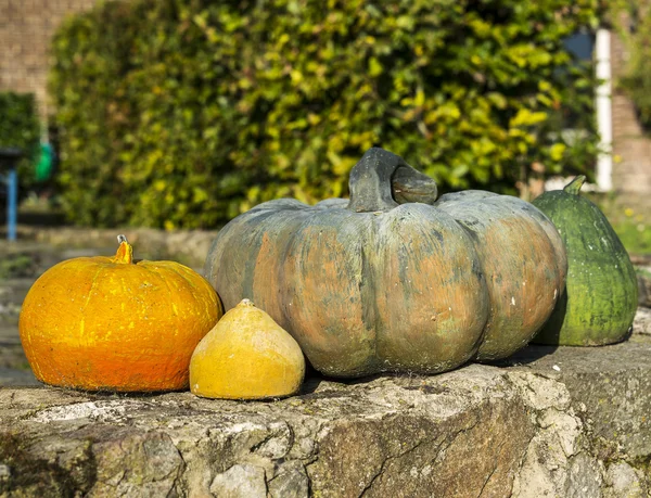 Calabazas — Foto de Stock