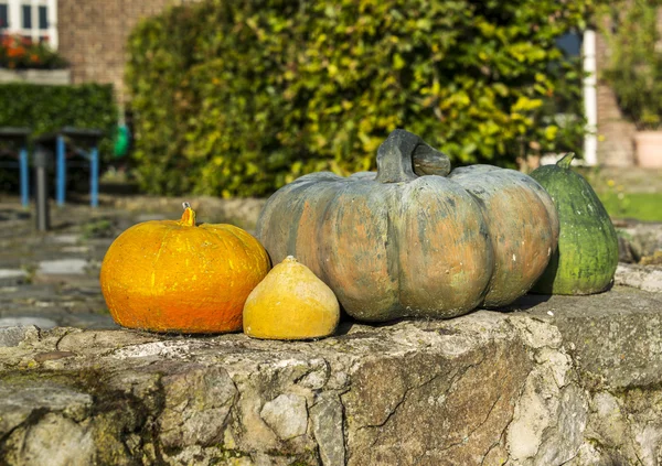 Calabazas — Foto de Stock