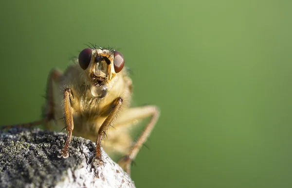 Macro de inseto com bolha — Fotografia de Stock