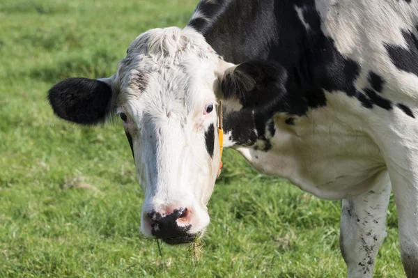 Tête de vache noire et blanche — Photo