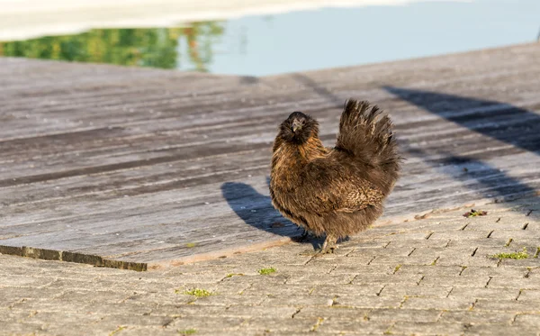 Silie chicken near the swimming pool — Stock Photo, Image