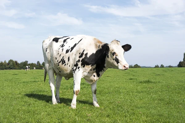 Black and white cow grazing in the green grass — Stock Photo, Image