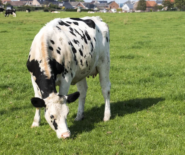 Black and white cow grazing in the green grass — Stock Photo, Image