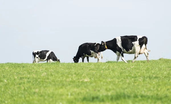 Tre svarta och vita kor som betar — Stockfoto