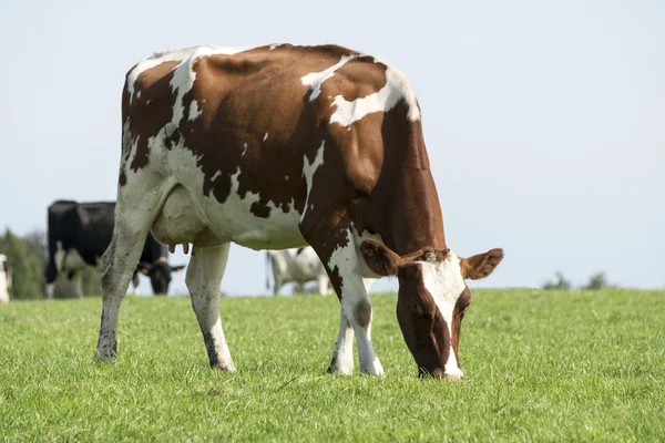 Brown and white cow grazing in the green grass — Stock Photo, Image