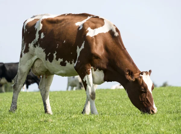 Brown and white cow grazing in the green grass — Stock Photo, Image