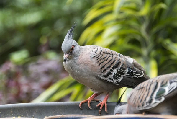 Australian ocyphaps dove — Stock Photo, Image