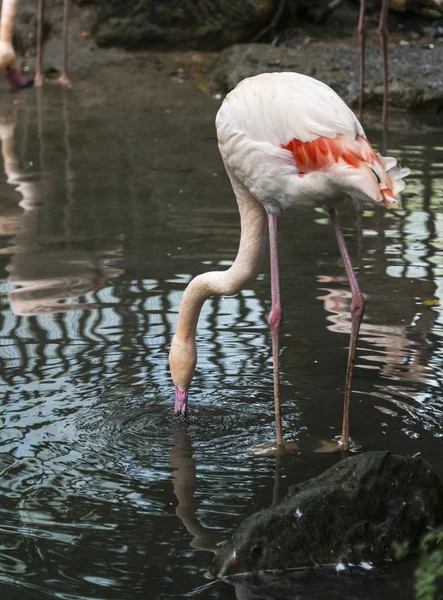 Flamant rose dans l'eau — Photo