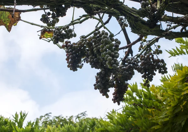 Blaue Trauben im Weingut — Stockfoto