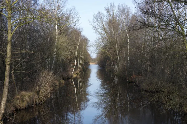 Лес в Голландии с рекой осенью — стоковое фото