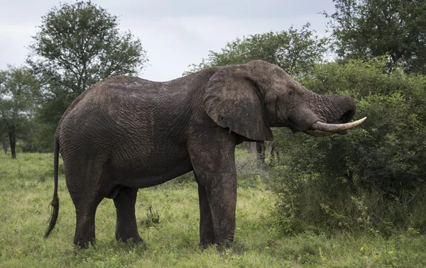 Animal selvagem no parque nacional de kruger — Fotografia de Stock