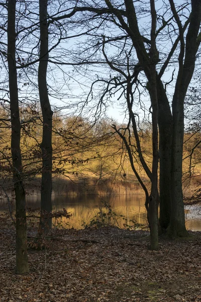 Gylden aften sollys i naturen - Stock-foto