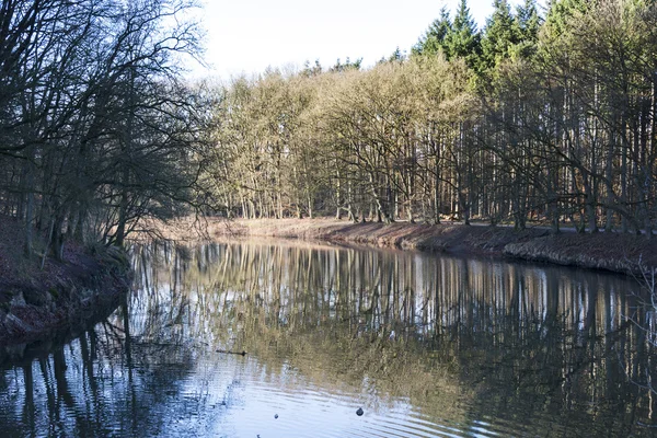 Forest with reflection in water — Stock Photo, Image