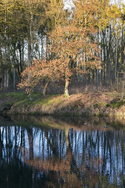 Naturaleza otoñal en Holanda — Foto de Stock