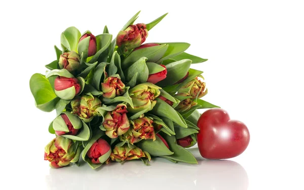 Tulipani rossi su sfondo bianco — Foto Stock