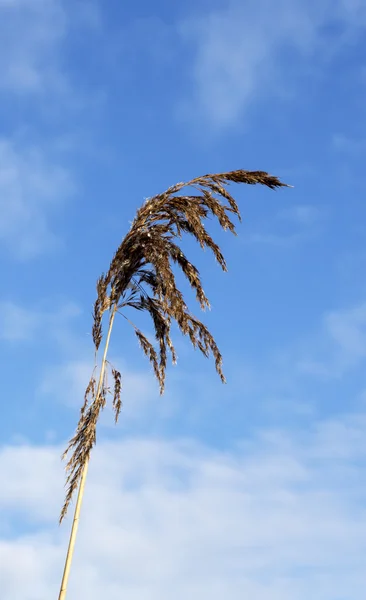 바람에 밀 잔디 — 스톡 사진