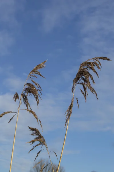 Weizen und blauer Himmel — Stockfoto