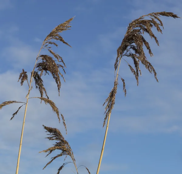 Weizen und blauer Himmel — Stockfoto