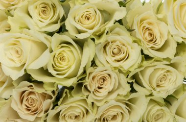 beyaz gül arka plan