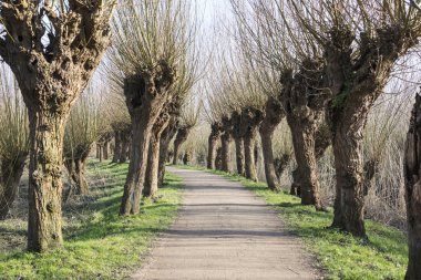 doğa ile willows yolundaki
