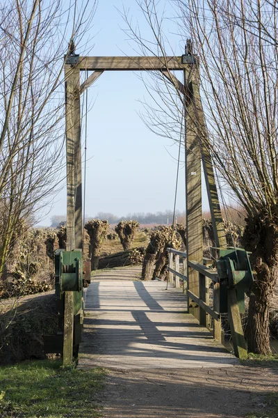 Деревянный мост в природе с ивами — стоковое фото