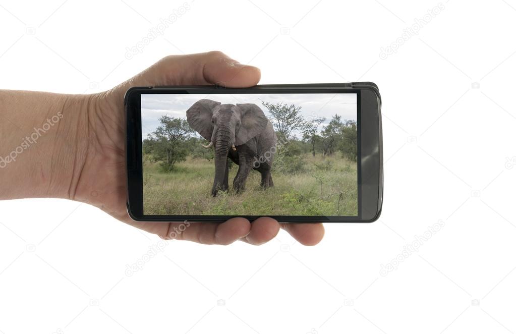 female hand with mobile phone elephant
