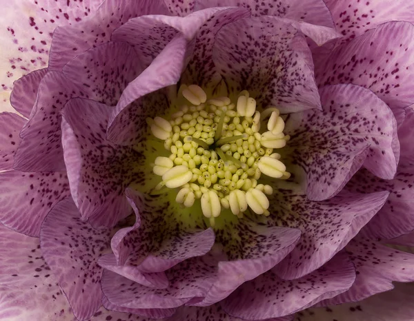 Helleborus flower — Stock Photo, Image