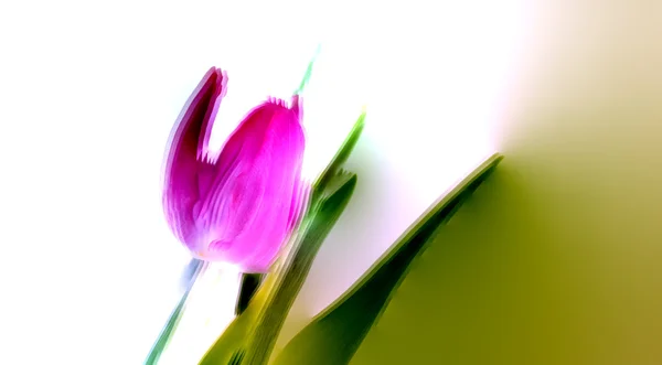 Art impression of a tulip flower — Stock Photo, Image